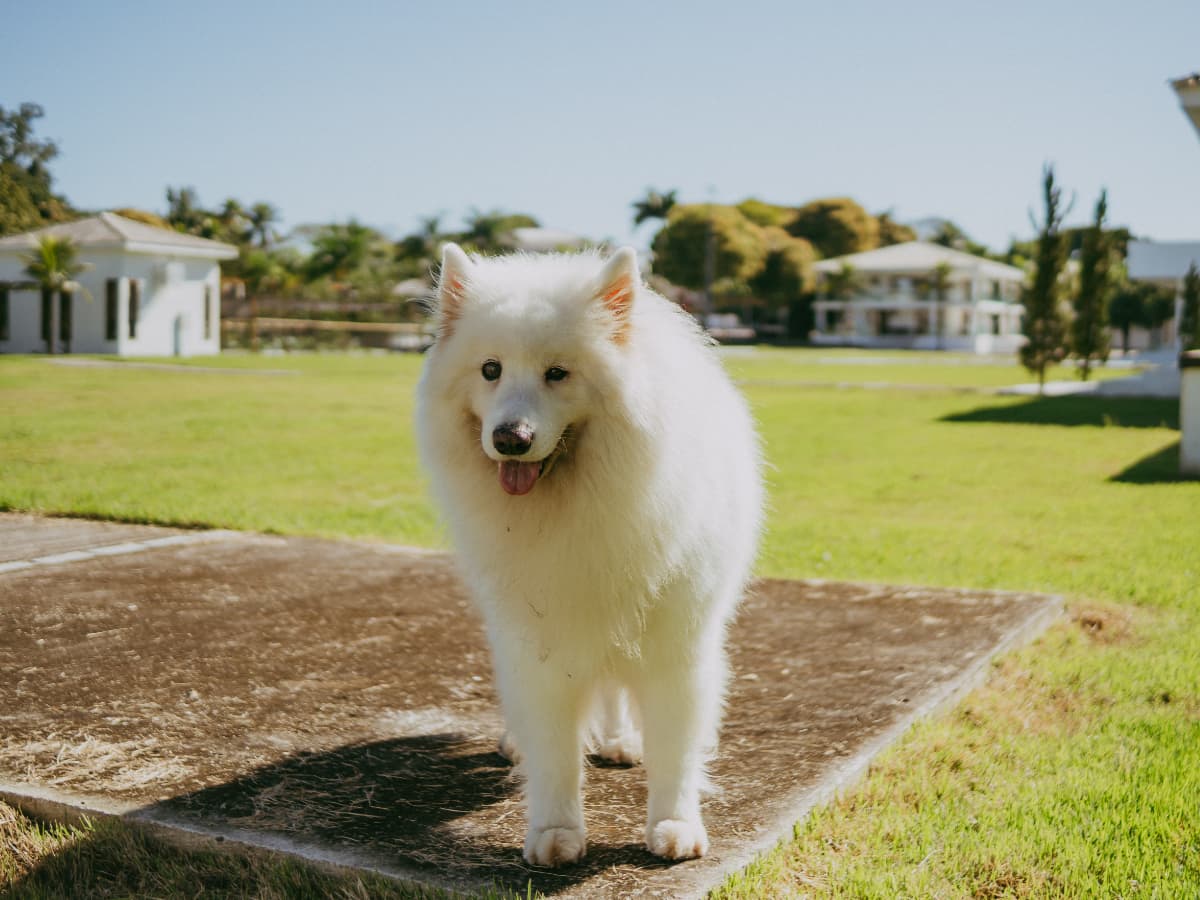 Cachorro branco no jardim da casa
